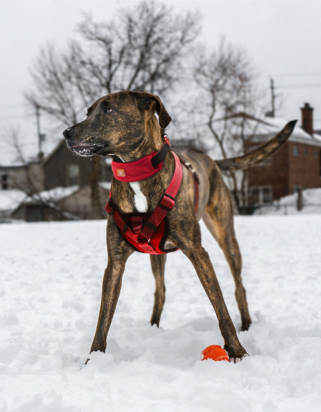 đž The Joy of Everyday Moments: Celebrating Life with Your Pets